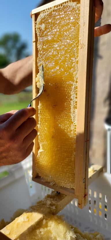 Désoperculage des cadres pour l'extraction du miel