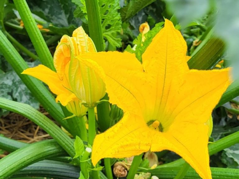 Courgette en fleurs