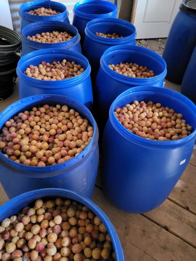 Tonneaux de mirabelles avant fermentation