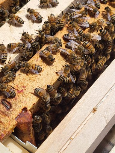 Colonie d'abeilles sur les cadres