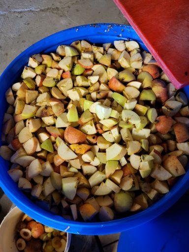 Tonneau de pommes avant fermentation