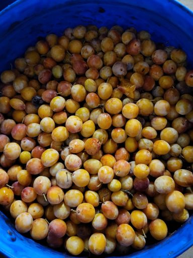 Les mirabelles dans un tonneau